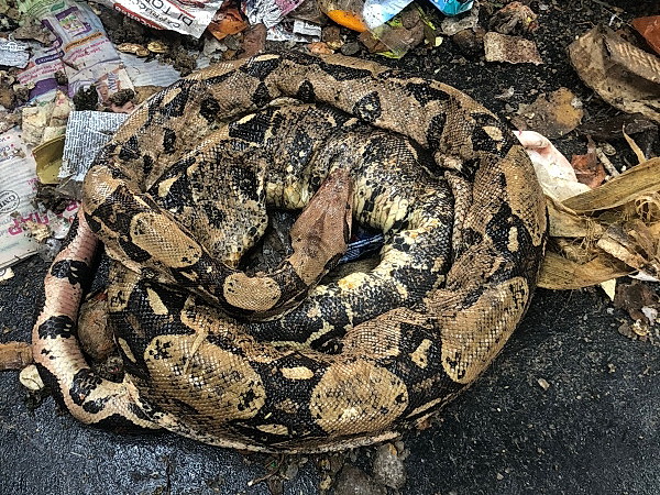 Пятиметровая змея напугала сортировщиков отходов